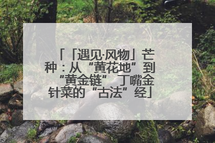 「遇见·风物」芒种：从“黄花地”到“黄金链” 丁嘴金针菜的“古法”经