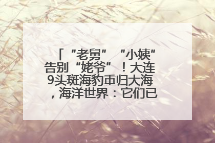 “老舅”“小姨”告别“姥爷”！大连9头斑海豹重归大海，海洋世界：它们已具备野外生存能力