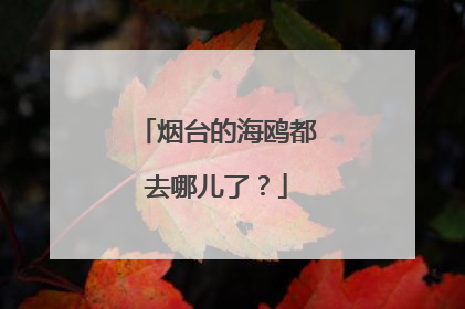 烟台的海鸥都去哪儿了？
