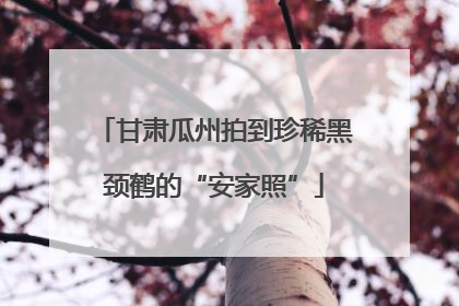 甘肃瓜州拍到珍稀黑颈鹤的“安家照”