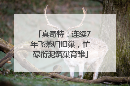 真奇特：连续7年飞燕归旧巢，忙碌衔泥筑巢育雏
