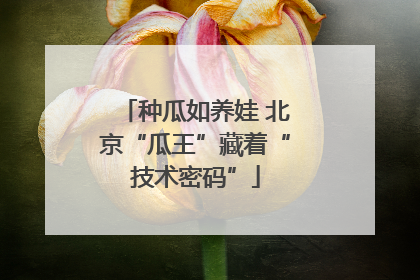 种瓜如养娃 北京“瓜王”藏着“技术密码”