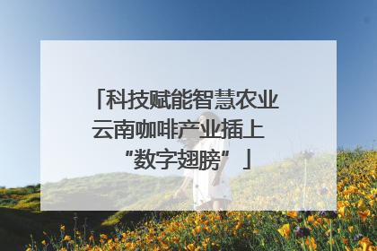 科技赋能智慧农业 云南咖啡产业插上“数字翅膀”