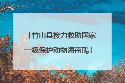 竹山县接力救助国家一级保护动物海南鳽