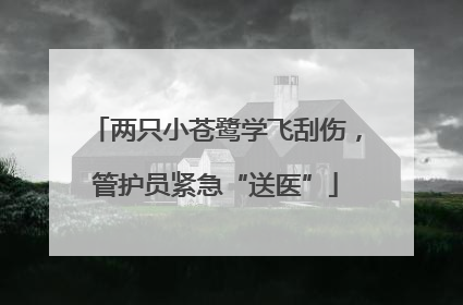 两只小苍鹭学飞刮伤，管护员紧急“送医”