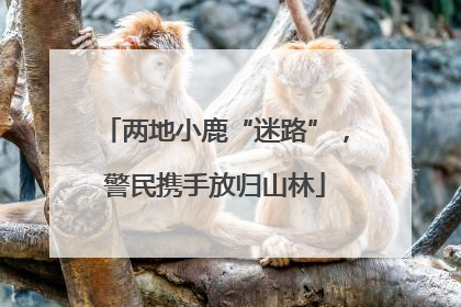 两地小鹿“迷路”，警民携手放归山林