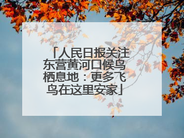人民日报关注东营黄河口候鸟栖息地：更多飞鸟在这里安家