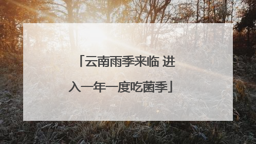 云南雨季来临 进入一年一度吃菌季