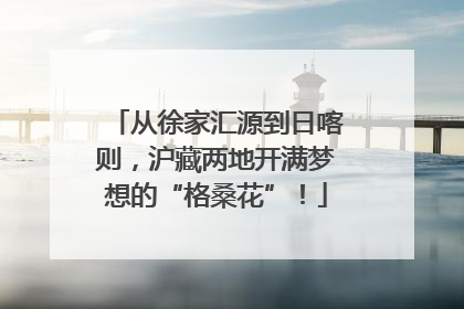 从徐家汇源到日喀则，沪藏两地开满梦想的“格桑花”！