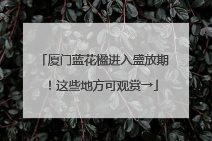 厦门蓝花楹进入盛放期！这些地方可观赏→