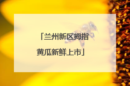 兰州新区拇指黄瓜新鲜上市