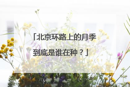 北京环路上的月季到底是谁在种？