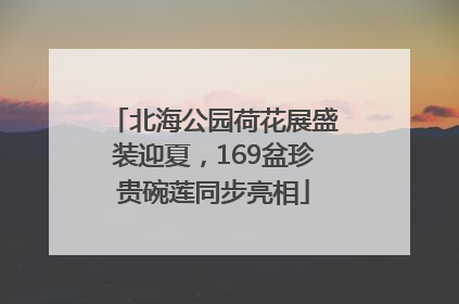 北海公园荷花展盛装迎夏，169盆珍贵碗莲同步亮相