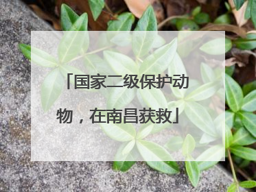 国家二级保护动物，在南昌获救