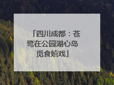 四川成都：苍鹭在公园湖心岛觅食嬉戏