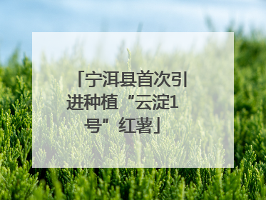 宁洱县首次引进种植“云淀1号”红薯