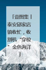 壹图集丨泰安邱家店镇收忙，收割机“穿梭”金色海洋