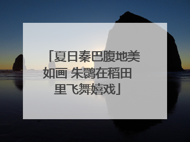 夏日秦巴腹地美如画 朱鹮在稻田里飞舞嬉戏