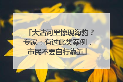 大沽河里惊现海豹？专家：有过此类案例，市民不要自行靠近