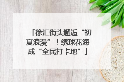 徐汇街头邂逅“初夏浪漫”！绣球花海成“全民打卡地”