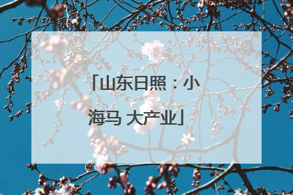 山东日照：小海马 大产业