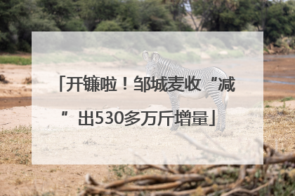 开镰啦！邹城麦收“减”出530多万斤增量