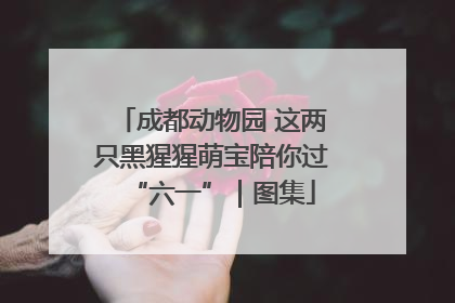 成都动物园 这两只黑猩猩萌宝陪你过“六一”｜图集