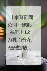 来晋阳湖公园一饱眼福吧！12万株百合花热烈绽放……