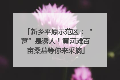 新乡平原示范区：“葚”是诱人！黄河滩百亩桑葚等你来采摘