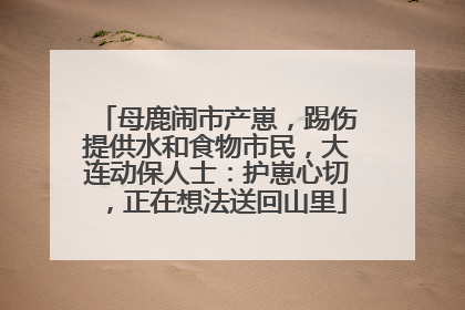 母鹿闹市产崽，踢伤提供水和食物市民，大连动保人士：护崽心切，正在想法送回山里