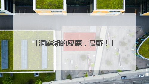 洞庭湖的麋鹿，最野！
