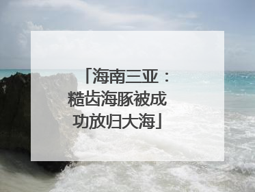 海南三亚：糙齿海豚被成功放归大海