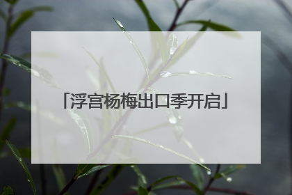 浮宫杨梅出口季开启