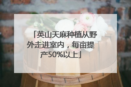 英山天麻种植从野外走进室内，每亩提产50%以上