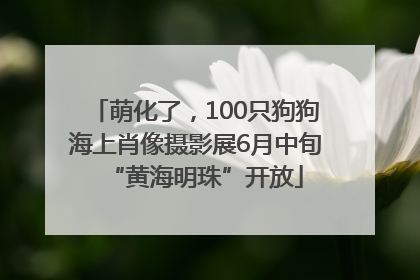 萌化了，100只狗狗海上肖像摄影展6月中旬“黄海明珠”开放