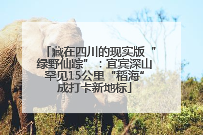 藏在四川的现实版“绿野仙踪”：宜宾深山罕见15公里“稻海”成打卡新地标