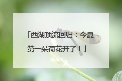 西湖顶流回归：今夏第一朵荷花开了！
