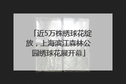 近5万株绣球花绽放，上海滨江森林公园绣球花展开幕