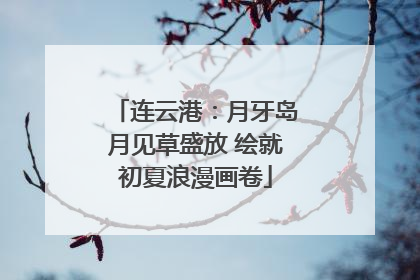 连云港：月牙岛月见草盛放 绘就初夏浪漫画卷