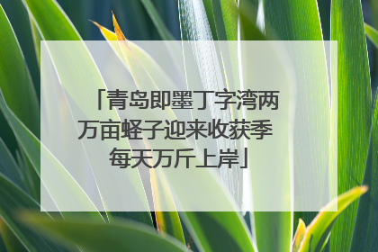 青岛即墨丁字湾两万亩蛏子迎来收获季 每天万斤上岸