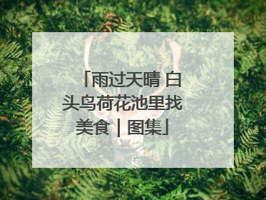 雨过天晴 白头鸟荷花池里找美食｜图集