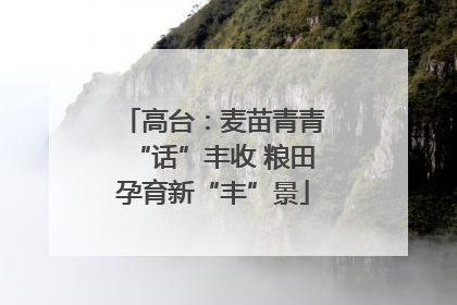 高台：麦苗青青“话”丰收 粮田孕育新“丰”景