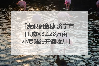麦浪翻金穗 济宁市任城区32.28万亩小麦陆续开镰收割